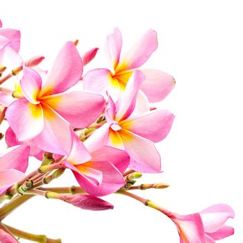 Beautiful pink Plumeria or Fangipani flower, isolated on a white background