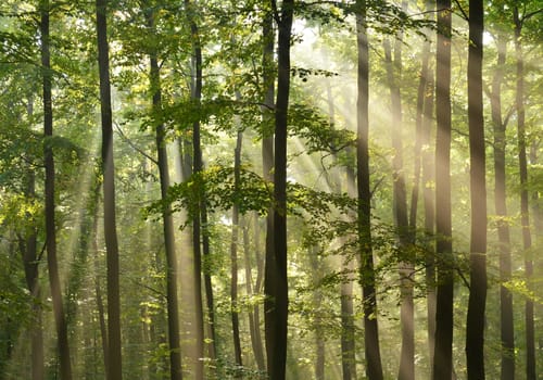 Beautidul sunbeams in green forest
