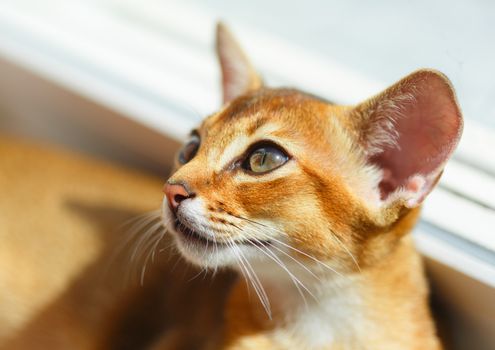 Young abyssinian cat near window, sunlight