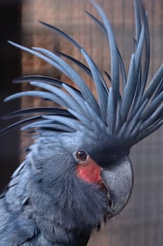 Black or Palm Cockatoo (Probosciger aterrimus), face profile