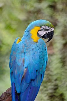 Colorful Blue and Gold Macaw aviary, back profile