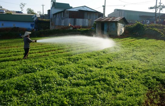 DA LAT, VIETNAM- DEC 28: Vietnamese farmer watering on vegetable field at morning, the carrot farm growing in best in Dalat, Viet Nam on Dec 28, 2013