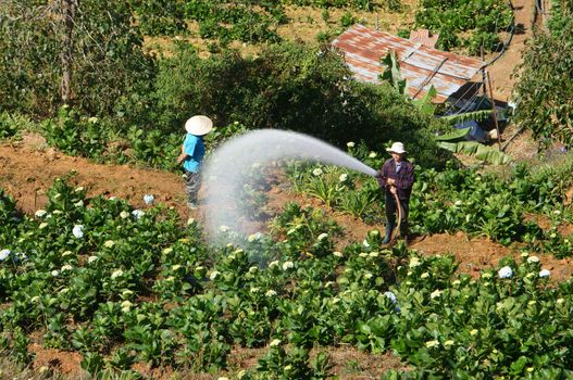 DA LAT, VIET NAM- DEC 29: Vietnamese farmer working on flower garden in morning, they watering with backwards way in Dalat, Vietnam on dec 29, 2013