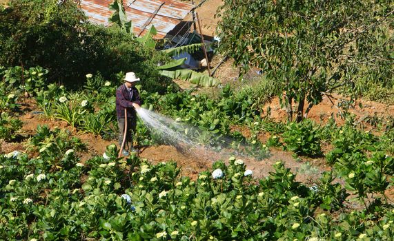 DA LAT, VIET NAM- DEC 29: Vietnamese farmer working on flower garden in morning, they watering with backwards way in Dalat, Vietnam on dec 29, 2013