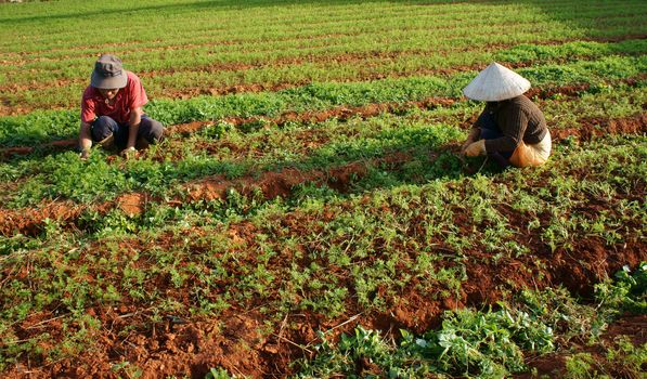DA LAT, VIET NAM- DEC 28: Vietnamese farmer working on vegetable garden, they're weeding to care carrot plant in Dalat, Vietnam on Dec 28, 2013