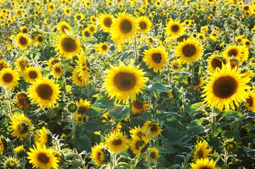 Field of sunflowers
