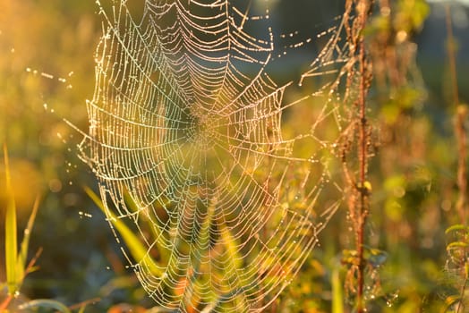 Web of a spider against sunrise in the field
