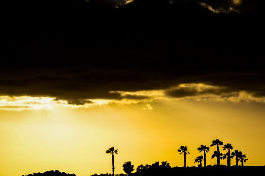 Silhouette of a palm tree at sunset in countryside