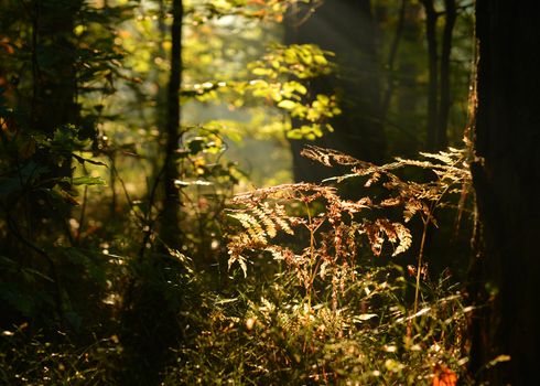 beautiful light in autumn forest