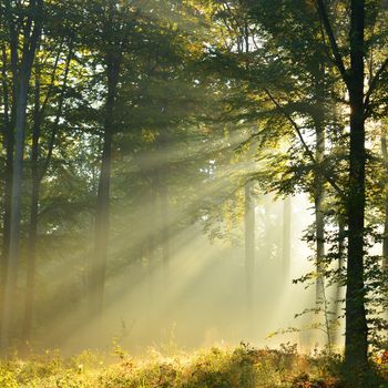 Beautidul sunbeams in green forest