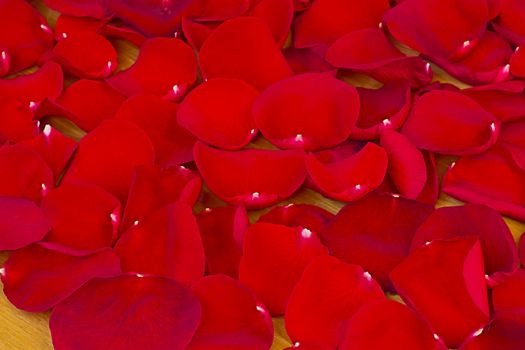 On the surface of the Desk there is a large number of petals of red roses.
