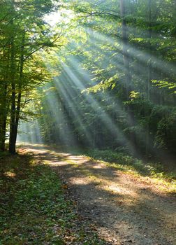 Beautidul sunbeams in green forest