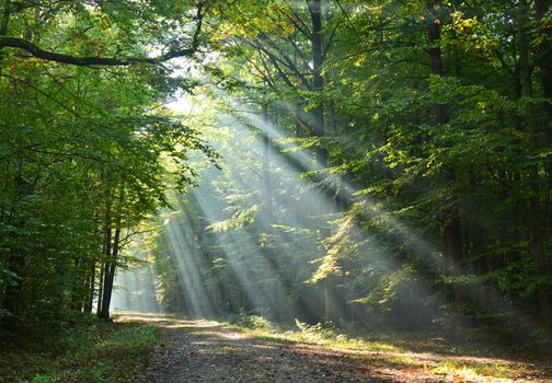 Beautidul sunbeams in green forest
