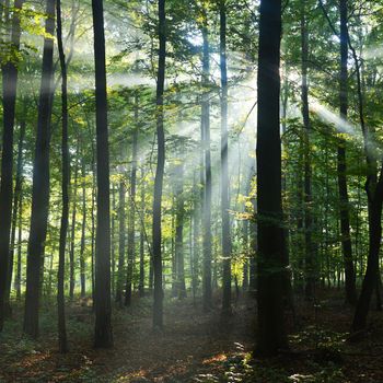 Beautidul sunbeams in green forest