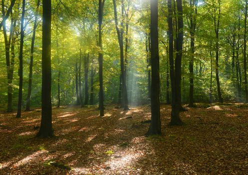 Beautidul sunbeams in green forest