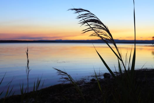 Silhouette of reeds against the sunset at sundown