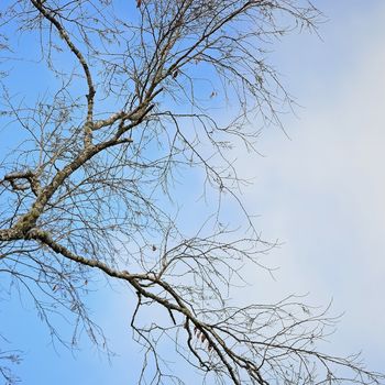 Beautiful Blue Sky Background in tree branch
