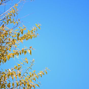 Beautiful Blue Sky Background in tree branch