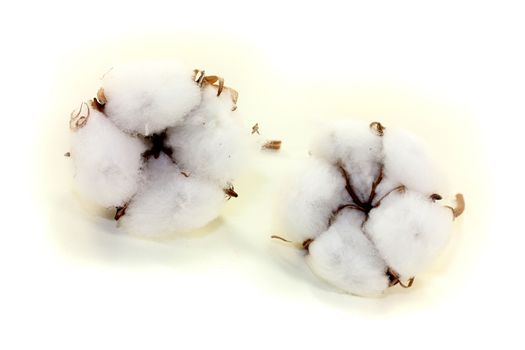 two white cotton on a bright background