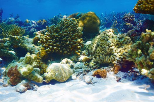 Coral reef at South Ari Atoll, Maldives