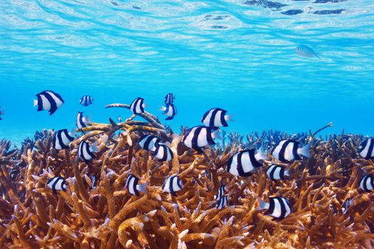 Coral reef at South Ari Atoll, Maldives