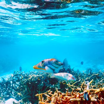 Coral reef at South Ari Atoll, Maldives