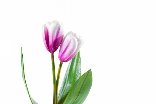 Beautiful bouquet of tulips on a white background