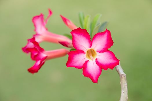 Close up red azalea folwer against green background