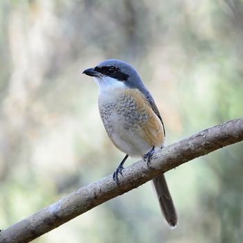 Beautiful grey bird, Grey-backed Shrike (Lanius tephronotus), standing on a branch, face and breast profile 