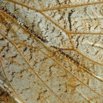 Macro closeup of butterfly wing background pattern