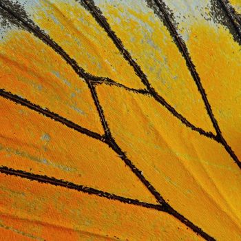 Macro closeup of butterfly wing background pattern