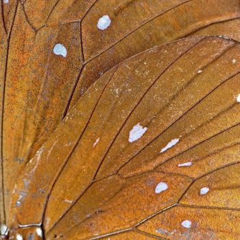 Macro closeup of butterfly wing background pattern