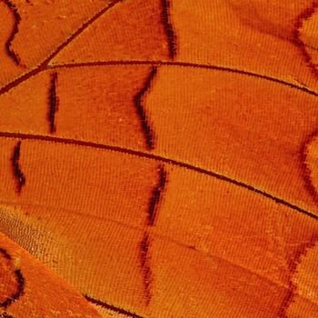 Macro closeup of butterfly wing background pattern