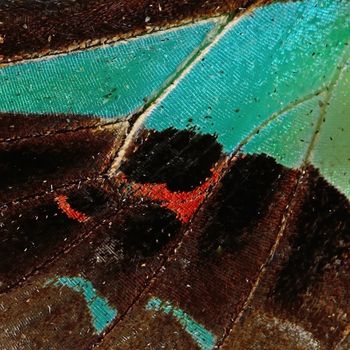 Macro closeup of butterfly wing background pattern