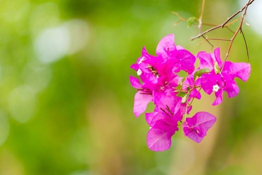 Pink bougainvillea flowers against green background
