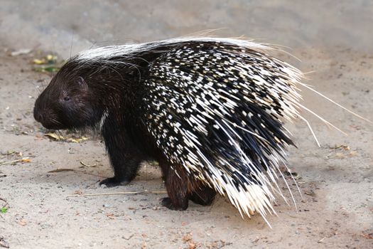 Porcupine rodent with sharp black and white quills