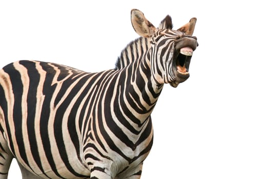 Zebra with a funny expression so that he looks like he is talking of laughing