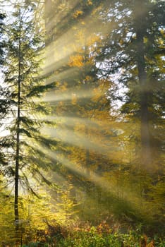 Beautiful morning in autumn forest