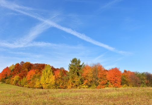 Colorful autumn trees over blue sky background