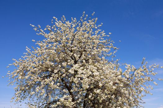 Fruit tree - cheery tree - blooming in spring with visible white flowers, in background blue cloudless sky.