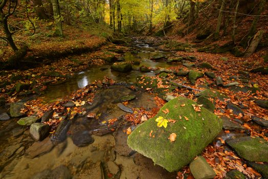 Beautiful autumn forest with small river