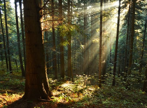 Beautiful autumn dawn in pine forest