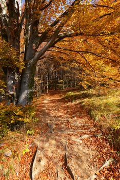 Beautiful autumn forest in Poland - Bieszczady mountains