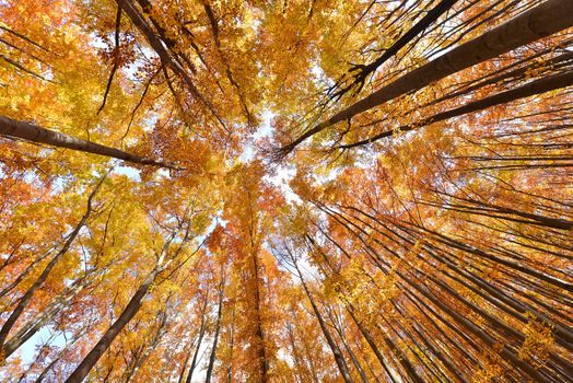 Colorful autumn tree canopies