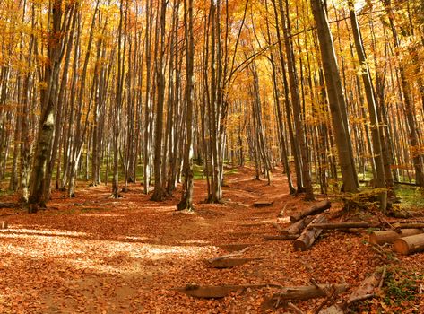 Beautiful autumn forest in Poland - Bieszczady mountains