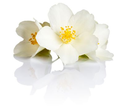 Flowers of jasmine on white background. Macro shot