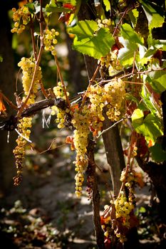 Ripe clusters of white grapes on grapevine bush, before autumn harvest.
