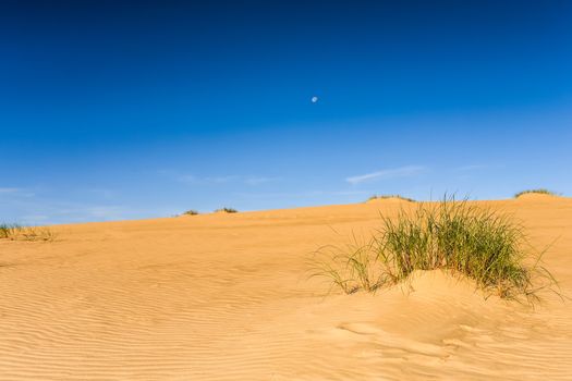 Photo presents sandy dune with visible green plants , in background blue cloudless sky.