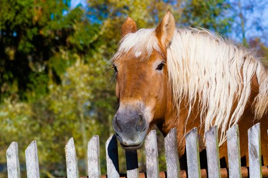 Head of brown horse with white mane against old wooden fence background, visible broadleaved trees.