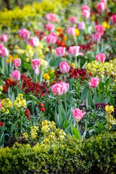 Spring photo of fragment of flower bed with pink tulips and green plants in park or garden, DOF, vertical frame.